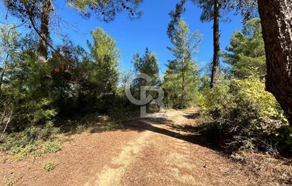 Muğla Menteşe Yeniköy'de Satılık 6.826,96 m² Zeytinlik İçeren Tarla | Asarcık Mevkii