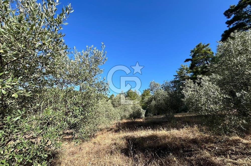 Muğla Menteşe Yeniköy'de Satılık 6.826,96 m² Zeytinlik İçeren Tarla | Asarcık Mevkii
