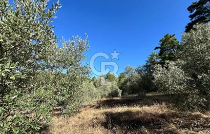 Muğla Menteşe Yeniköy'de Satılık 6.826,96 m² Zeytinlik İçeren Tarla | Asarcık Mevkii
