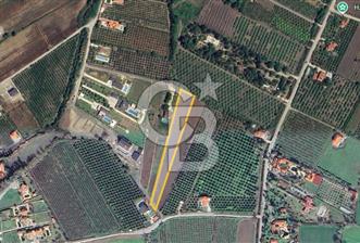 MUĞLA ORTACA DALYAN 5000M2 TARLA - 1 - 378656