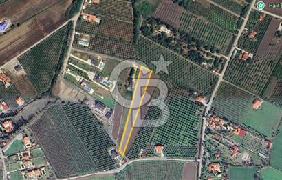MUĞLA ORTACA DALYAN 5000M2 TARLA