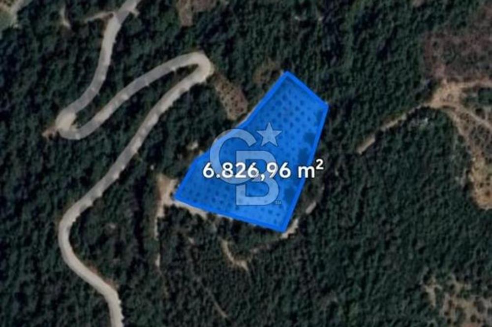Muğla Menteşe Yeniköy'de Satılık 6.826,96 m² Zeytinlik İçeren Tarla | Asarcık Mevkii