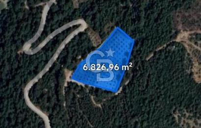 Muğla Menteşe Yeniköy'de Satılık 6.826,96 m² Zeytinlik İçeren Tarla | Asarcık Mevkii