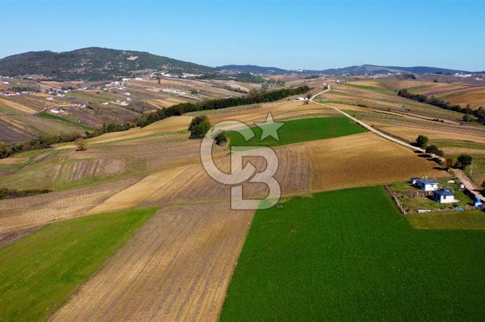 CB AKADEMİ DERİNCE ÇAVUŞLU SATILIK YOL CEPHE 11.806 m2 TARLA