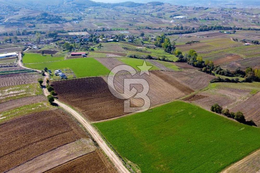 CB AKADEMİ DERİNCE ÇAVUŞLU SATILIK YOL CEPHE 11.806 m2 TARLA