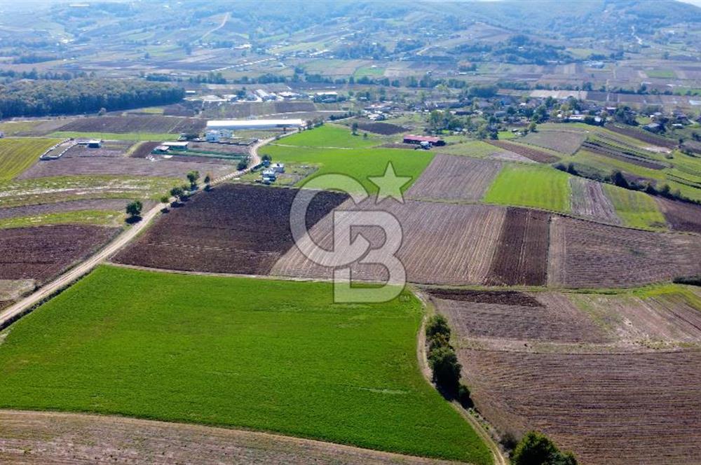 CB AKADEMİ DERİNCE ÇAVUŞLU SATILIK YOL CEPHE 11.806 m2 TARLA