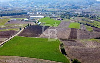 CB AKADEMİ DERİNCE ÇAVUŞLU SATILIK YOL CEPHE 11.806 m2 TARLA