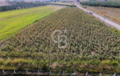 FOÇA GERENKÖY'DE 5.062 m² MÜSTAKİL TAPULU, 150 M YOL CEPHELİ