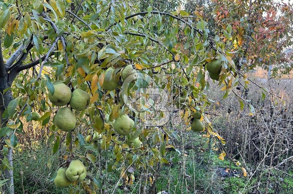 ÖDEMİŞ BIÇAKCI YAYLADA SATILIK BAHÇE İÇİNDE 2+1 MÜSTAKİL EV