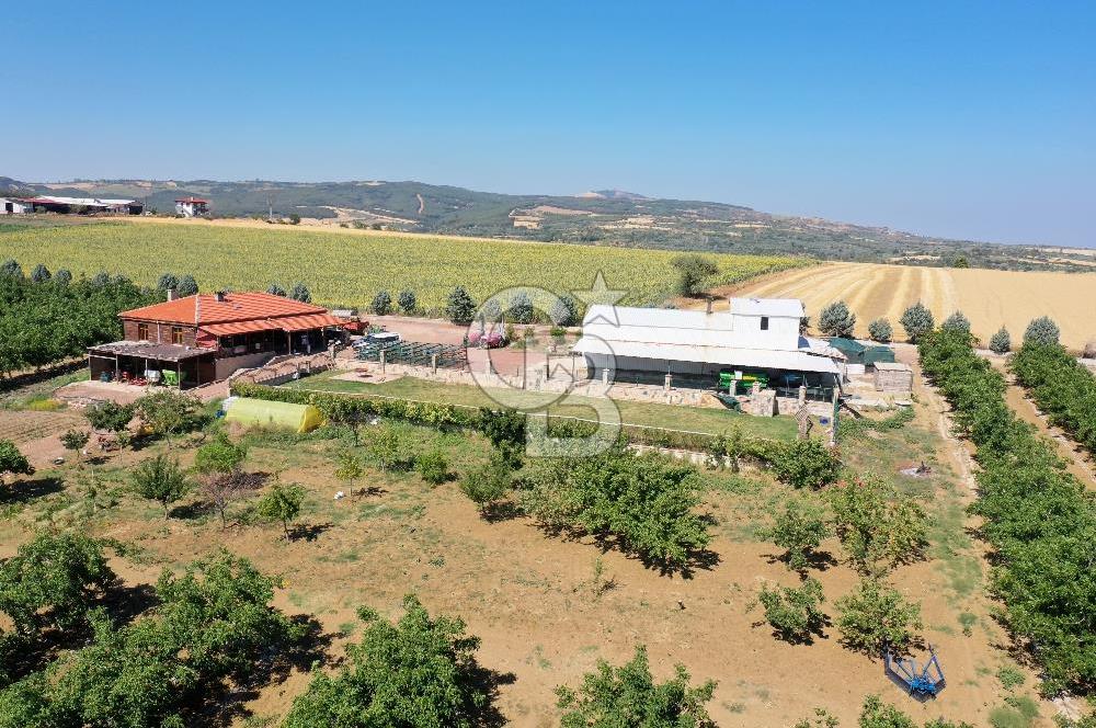Tekirdağ Şarköy Tesisli ve Bağ Evli 105 Dönüm Satılık Cevizlik