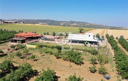 Tekirdağ Şarköy Tesisli ve Bağ Evli 105 Dönüm Satılık Cevizlik