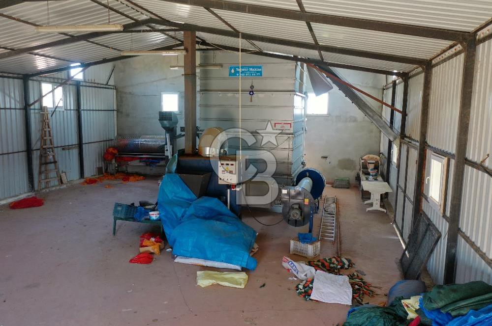 Tekirdağ Şarköy Tesisli ve Bağ Evli 105 Dönüm Satılık Cevizlik