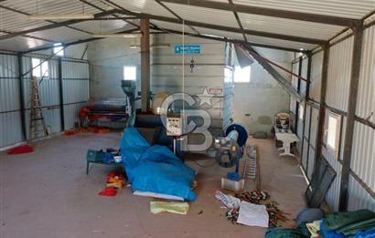 Tekirdağ Şarköy Tesisli ve Bağ Evli 105 Dönüm Satılık Cevizlik