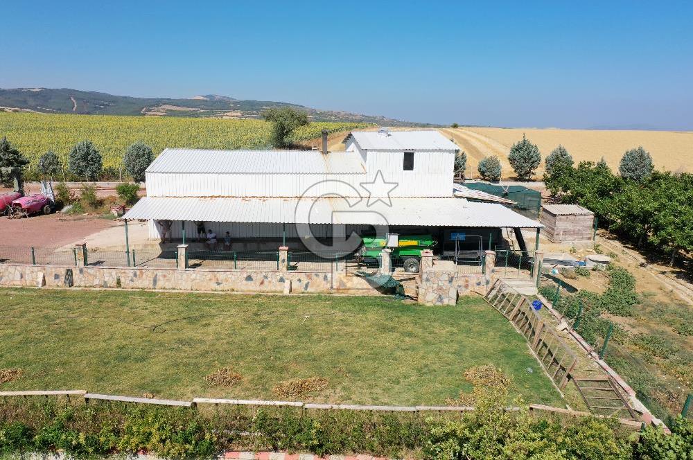 Tekirdağ Şarköy Tesisli ve Bağ Evli 105 Dönüm Satılık Cevizlik
