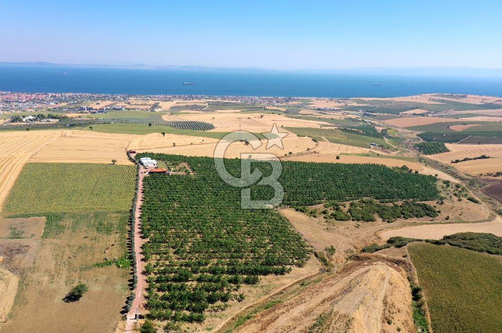Tekirdağ Şarköy Tesisli ve Bağ Evli 105 Dönüm Satılık Cevizlik