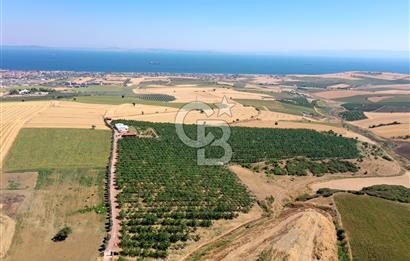 Tekirdağ Şarköy Tesisli ve Bağ Evli 105 Dönüm Satılık Cevizlik