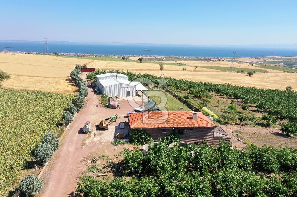 Tekirdağ Şarköy Tesisli ve Bağ Evli 105 Dönüm Satılık Cevizlik