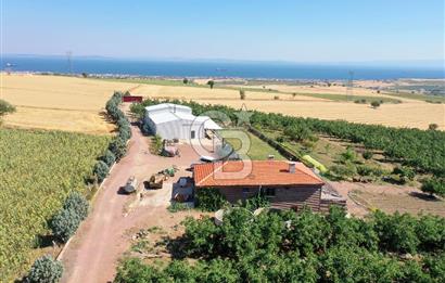 Tekirdağ Şarköy Tesisli ve Bağ Evli 105 Dönüm Satılık Cevizlik