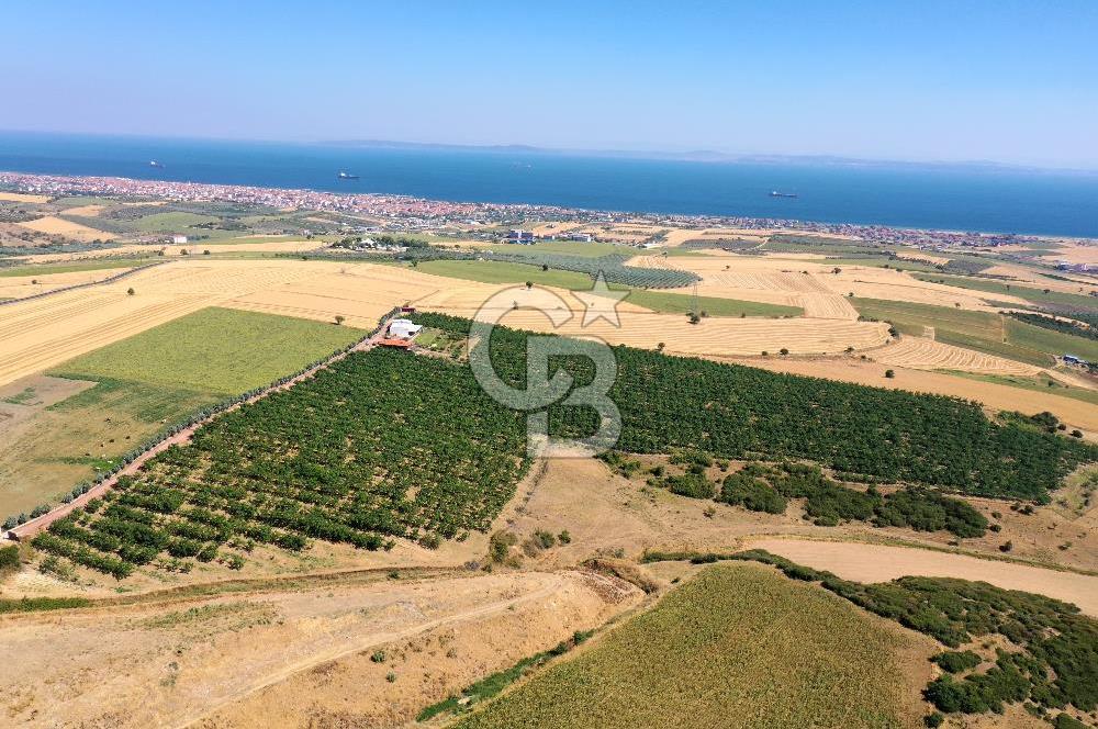 Tekirdağ Şarköy Tesisli ve Bağ Evli 105 Dönüm Satılık Cevizlik
