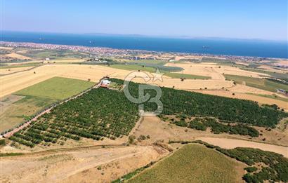 Tekirdağ Şarköy Tesisli ve Bağ Evli 105 Dönüm Satılık Cevizlik