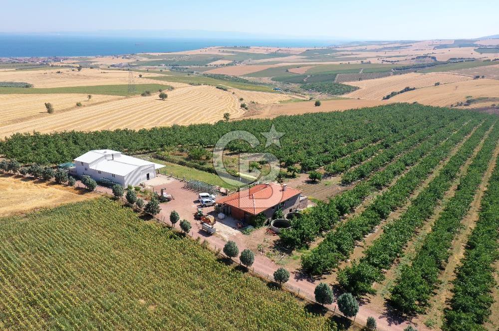 Tekirdağ Şarköy Tesisli ve Bağ Evli 105 Dönüm Satılık Cevizlik