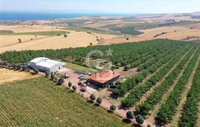 Tekirdağ Şarköy Tesisli ve Bağ Evli 105 Dönüm Satılık Cevizlik