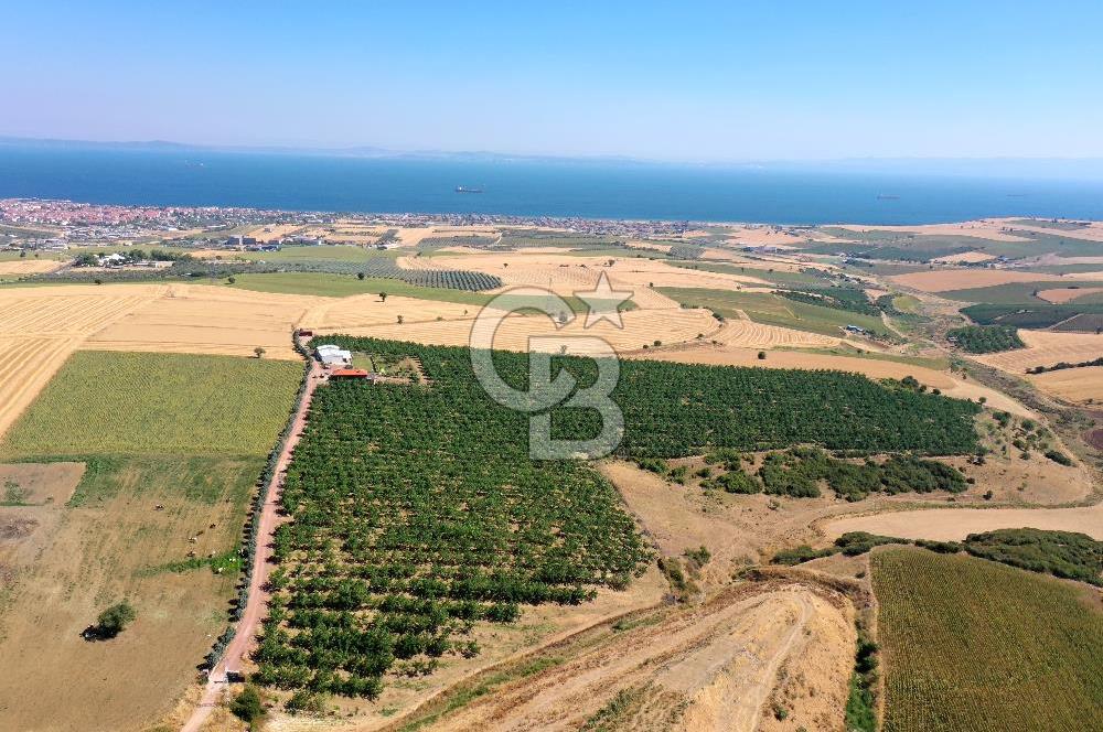 Tekirdağ Şarköy Tesisli ve Bağ Evli 105 Dönüm Satılık Cevizlik