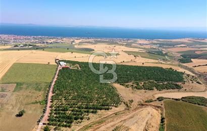 Tekirdağ Şarköy Tesisli ve Bağ Evli 105 Dönüm Satılık Cevizlik