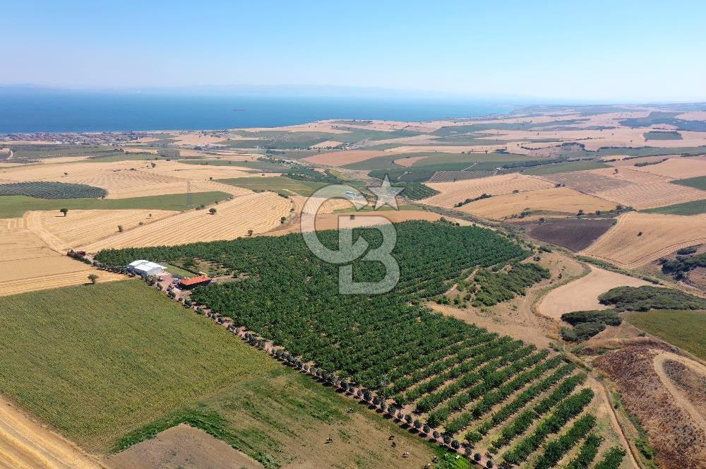 Tekirdağ Şarköy Tesisli ve Bağ Evli 105 Dönüm Satılık Cevizlik