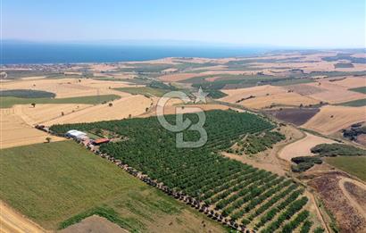 Tekirdağ Şarköy Tesisli ve Bağ Evli 105 Dönüm Satılık Cevizlik