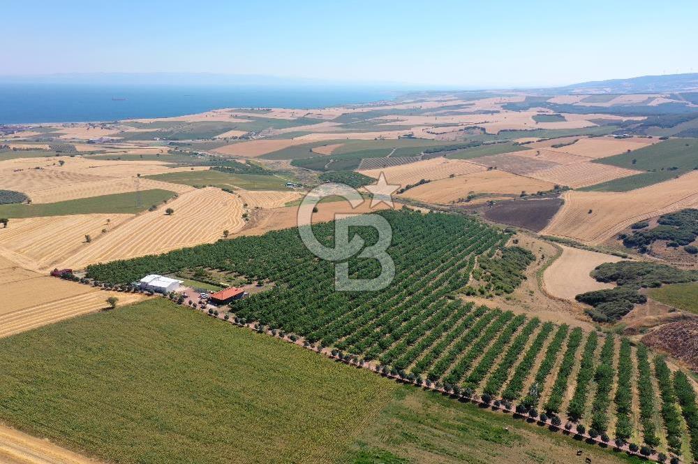 Tekirdağ Şarköy Tesisli ve Bağ Evli 105 Dönüm Satılık Cevizlik