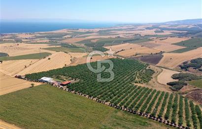 Tekirdağ Şarköy Tesisli ve Bağ Evli 105 Dönüm Satılık Cevizlik