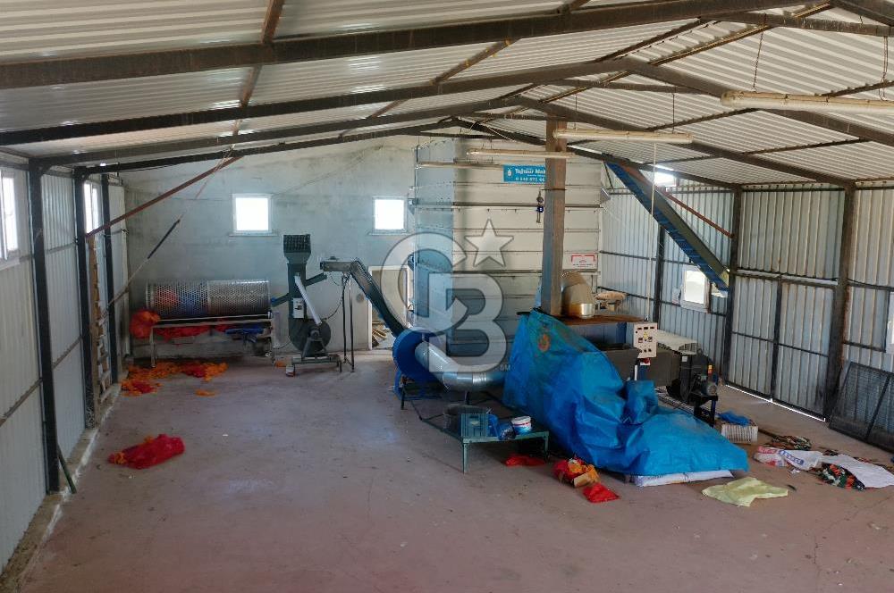 Tekirdağ Şarköy Tesisli ve Bağ Evli 105 Dönüm Satılık Cevizlik