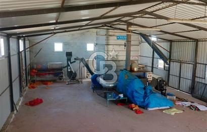 Tekirdağ Şarköy Tesisli ve Bağ Evli 105 Dönüm Satılık Cevizlik
