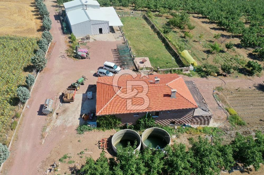 Tekirdağ Şarköy Tesisli ve Bağ Evli 105 Dönüm Satılık Cevizlik