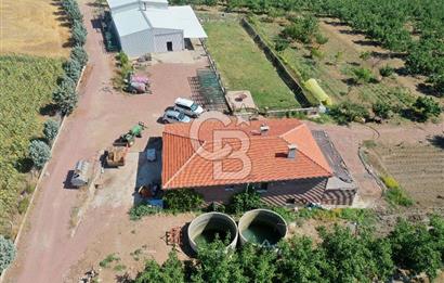 Tekirdağ Şarköy Tesisli ve Bağ Evli 105 Dönüm Satılık Cevizlik