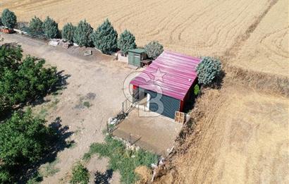 Tekirdağ Şarköy Tesisli ve Bağ Evli 105 Dönüm Satılık Cevizlik