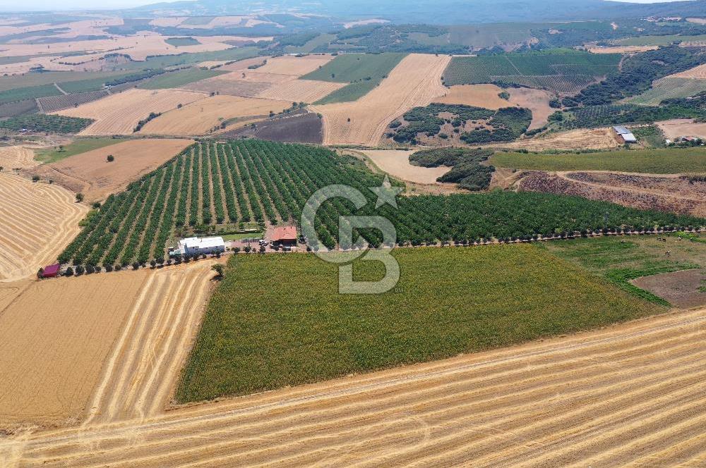 Tekirdağ Şarköy Tesisli ve Bağ Evli 105 Dönüm Satılık Cevizlik