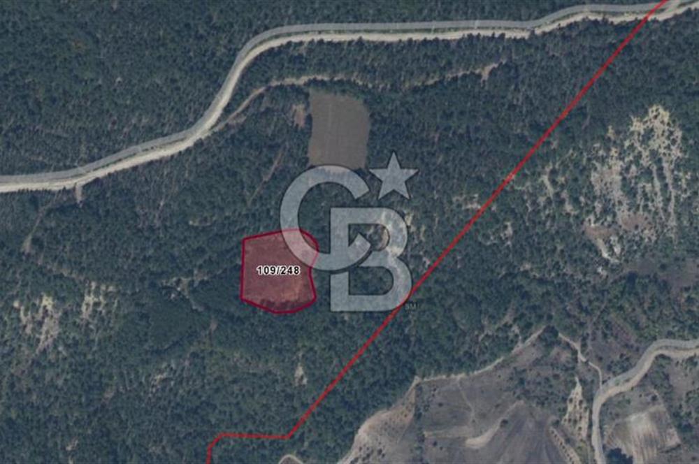 BİLECİK GÖLPAZARI AKÇAKAVAK KÖYÜ 6600m2 SATILIK TARLA