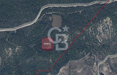 BİLECİK GÖLPAZARI AKÇAKAVAK KÖYÜ 6600m2 SATILIK TARLA