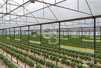 Muğla Milas’ta Satılık Çilek Serası ve Arazisi - 1 - 378907