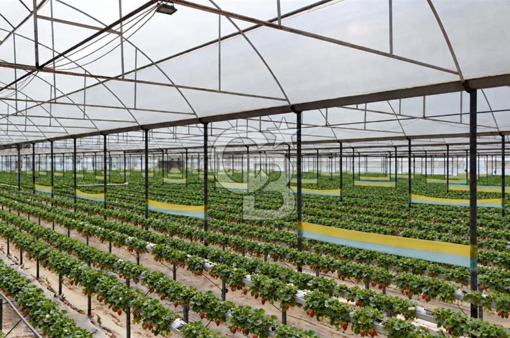 Muğla Milas’ta Satılık Çilek Serası ve Arazisi