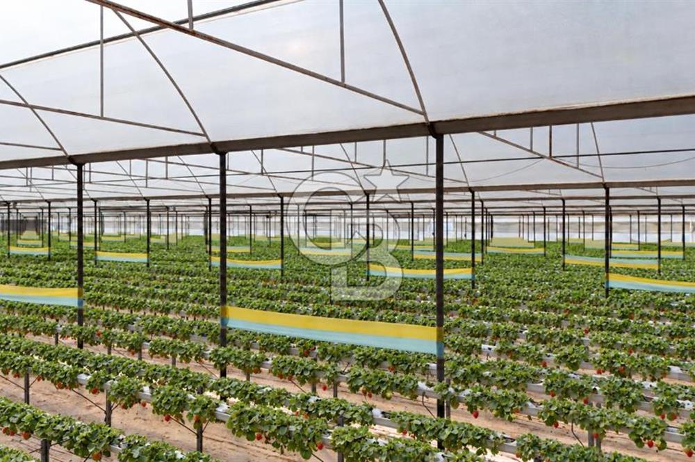 Muğla Milas’ta Satılık Çilek Serası ve Arazisi