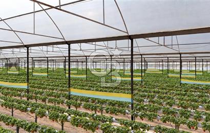 Muğla Milas’ta Satılık Çilek Serası ve Arazisi