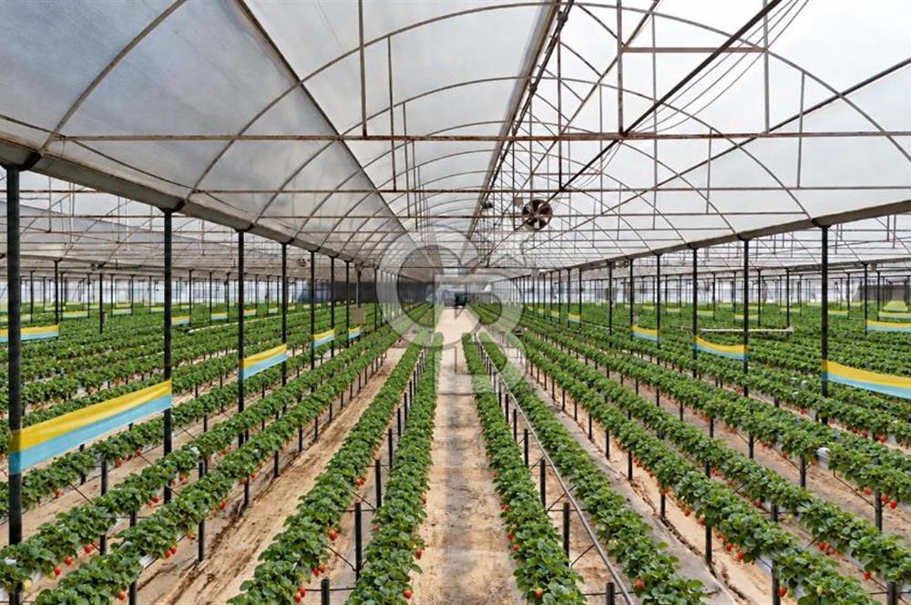 Muğla Milas’ta Satılık Çilek Serası ve Arazisi