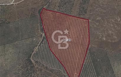 🌟 SALİHLİ DONBAYLI’DA 43.500 m² – 1.043 AĞAÇLI & YILLIK 25 TON VERİMLİ ZEYTİNLİK