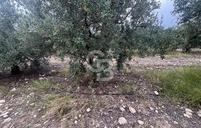 🌟 SALİHLİ DONBAYLI’DA 43.500 m² – 1.043 AĞAÇLI & YILLIK 25 TON VERİMLİ ZEYTİNLİK