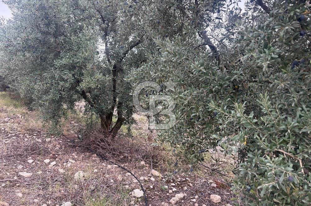 🌟 SALİHLİ DONBAYLI’DA 43.500 m² – 1.043 AĞAÇLI & YILLIK 25 TON VERİMLİ ZEYTİNLİK