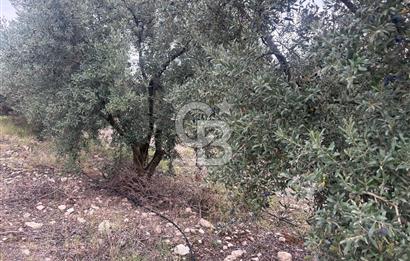 🌟 SALİHLİ DONBAYLI’DA 43.500 m² – 1.043 AĞAÇLI & YILLIK 25 TON VERİMLİ ZEYTİNLİK