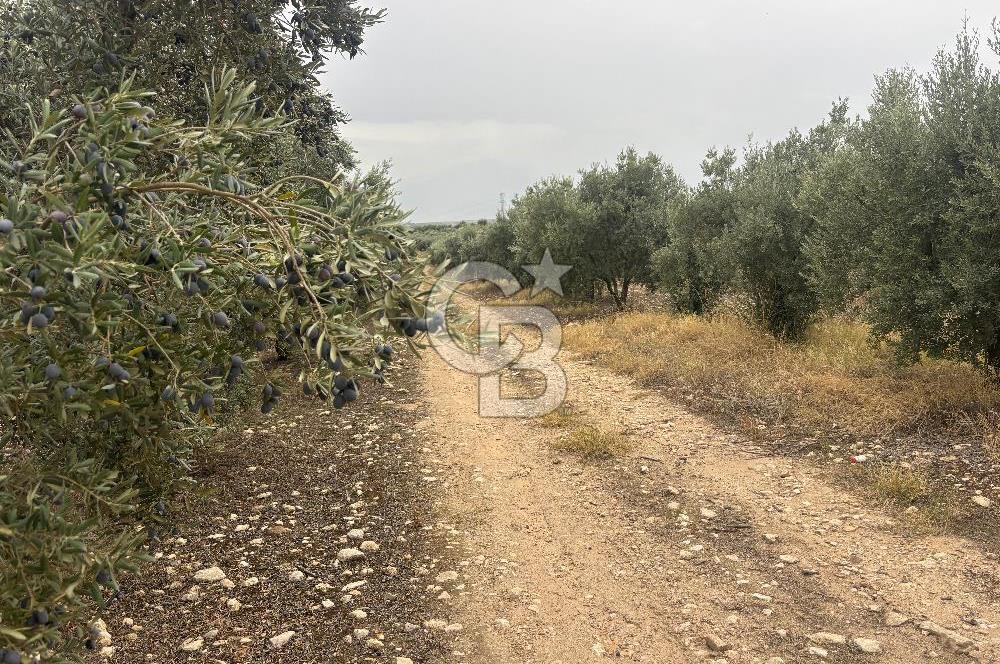 🌟 SALİHLİ DONBAYLI’DA 43.500 m² – 1.043 AĞAÇLI & YILLIK 25 TON VERİMLİ ZEYTİNLİK